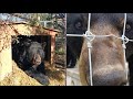 North American Bear Center Ely MN