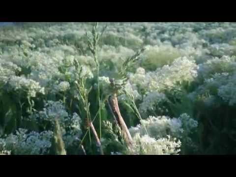 s.Roscani Anenii Noi.