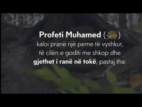 Thenie Te  Profetit Muhamed - Kurani mbi te gjitha