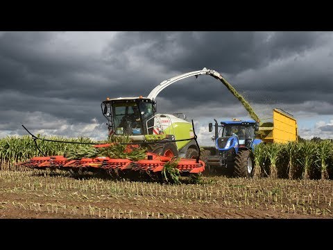 Claas Jaguar 980-type 498 & Kemper 490plus - De Bruyne Agro - mais hakselen