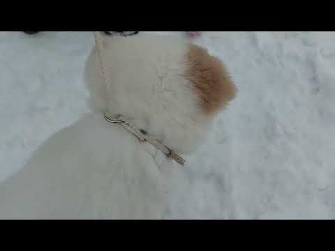 Central Asian Ovcharka puppy for sale