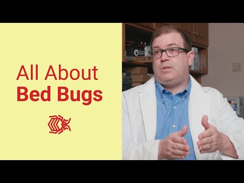 Everything You Need to Know about Bed Bugs