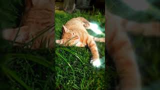 Cute ginger kitten loves sunbathing. #short #new #kitten