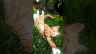 Cute ginger kitten loves sunbathing. #short #new #kitten