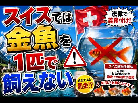 金魚を1匹だけ飼ったら違法！？スイスの動物愛護が徹底しすぎる件