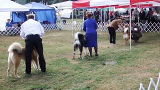 preview picture of video 'Tubba, Mario, Bruno - Enumclaw Dog Show - August 17, 2014 - Part1'
