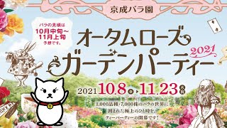 【2021年千葉県八千代市京成バラ園秋バラ見頃】京成バラ園の秋バラが見頃を迎えました。クラシック音楽と一緒にこの動画で美しい秋バラを満喫してほしいニャン！