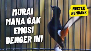 Download lagu MURAI BATU GACOR FULL ISIAN TEMBAKAN MEWAH SANGAT AMPUH MELATIH MURAI BATU BONGKAR ISIAN mp3