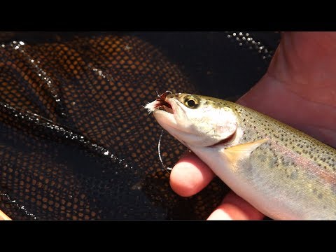 Fly Fishing Twig / Pocket Water