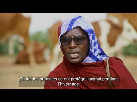 Mauritanie: Tutoriel sur la Santé Animale pour les agros-pasteurs