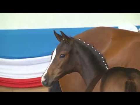 Holsteiner Fohlenauktion 2016 in Elmshorn - Nr. 15 v. Casall - Cristo