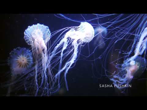Nocturne "Deep water". Op.1 Element 1 - Sasha Pushkin