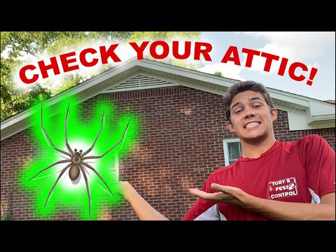 Home Infested with Brown Recluse Spiders - Treatment & Tips