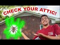 Home Infested With Brown Recluse Spiders Treatment Tips