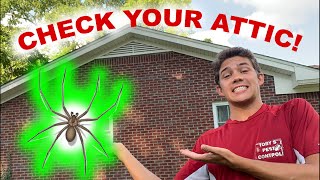Home Infested with Brown Recluse Spiders - Treatment & Tips