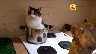 Funniest Dogs And Cats Videos 😅 - World Best Funny Animal Videos #1