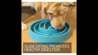 Dog slow feeder bowl | choke prevention bowl | Pawsy Claws