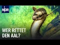 Aal In Gefahr Doku NDR Story