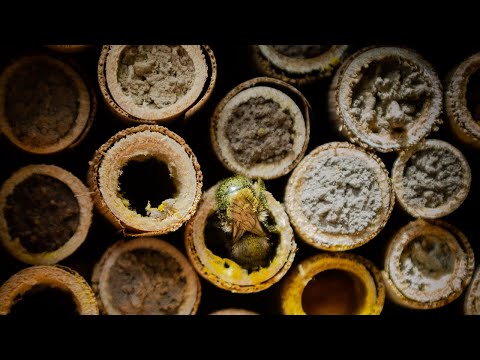 Mason Bees Build Nests With Mud!
