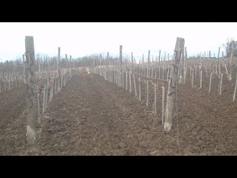 Dejan Sekulić iz Kamenara - četvrta generacija vinogradara u porodici