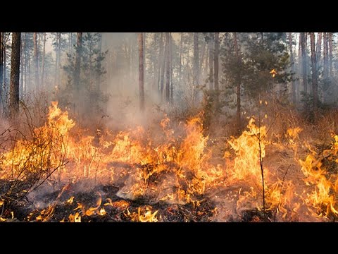 What causes a wildfire? | Natural Disasters