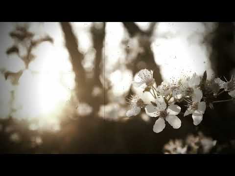 Dragomir Majkic i NO Carevac   Secas li se mila