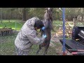 How to Field Dress Wild Pigs: Skinning and ...