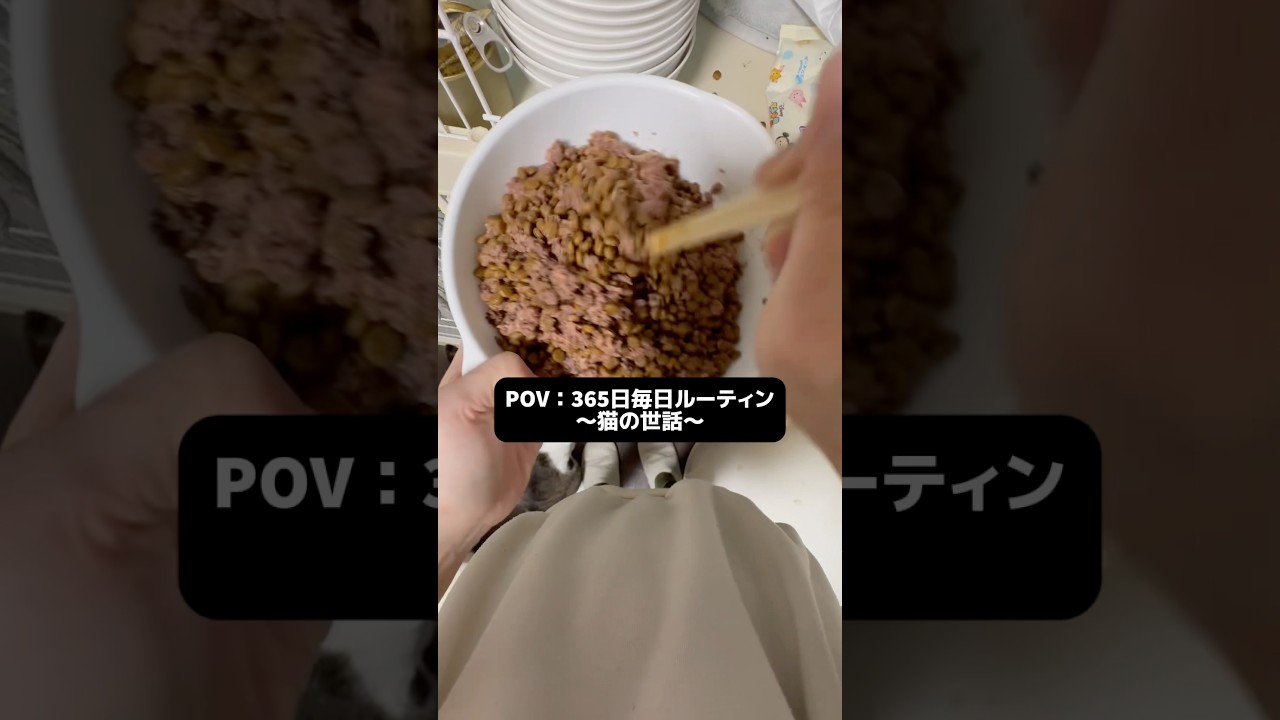 365日毎日ルーティン〜猫の世話〜 #shorts  #猫のいる暮らし #保護猫 #youtubes