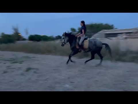 PRE STUTE Manzanita 6 #jbk #jbkhorses #spanishhorse #pre # #spanischepferde #andalusians #jbkpferde