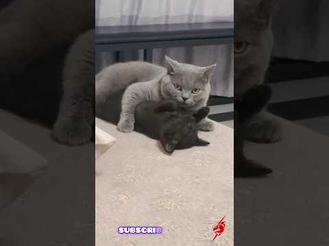 A Romantic Cat Love Story 💕🐾 | Feline Fairy Tales 2024"