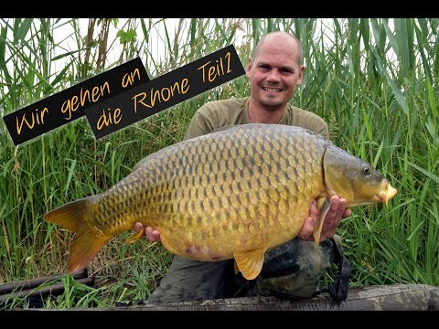 Große Karpfen an der Rhone - Teil 1