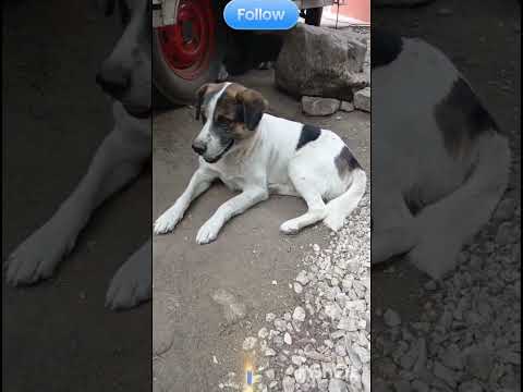 Manchas cazando moscas #casagrande #perros #cordoba