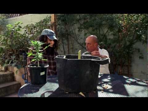 Growing Medical Marijuana, a New Book by Dave DeWitt