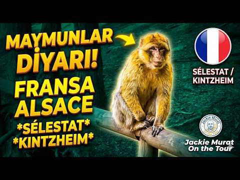 Maymunlar Diyarı Fransa Alsas *Selestat * Kintzheim * Fransa