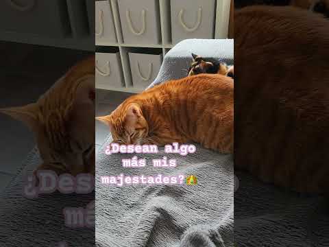¿Desean algo más mis majestades? 👑Suscribete ✨#gatosdomésticos #gatosdeyoutube #humordegatos #cat
