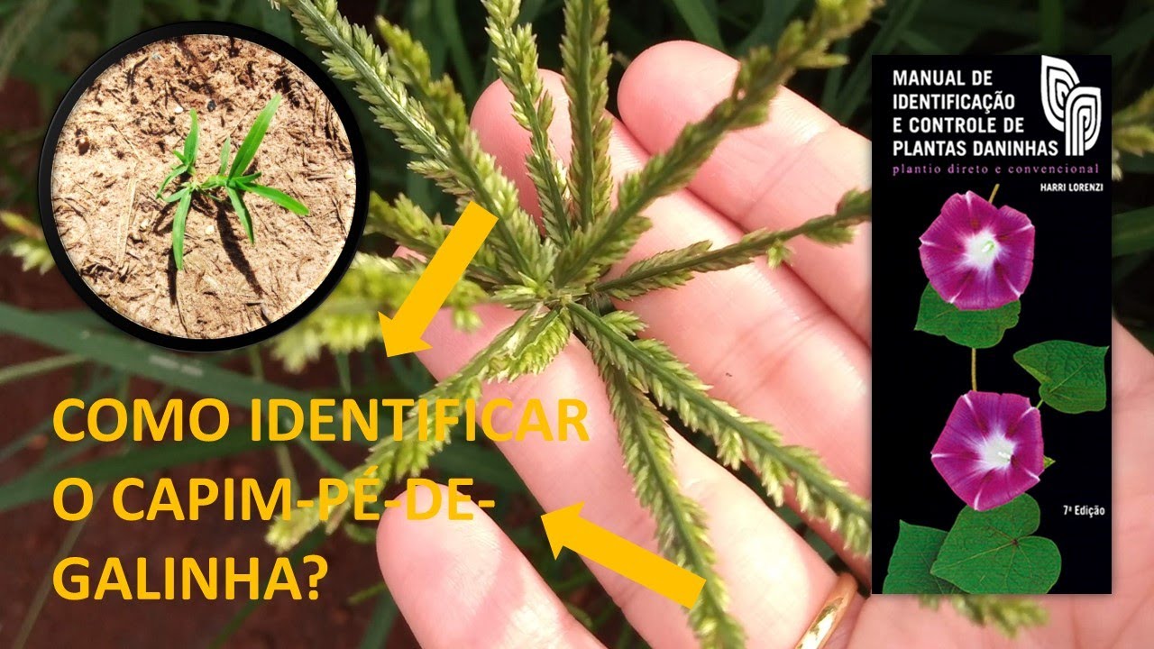 Você consegue identificar o capim-pé-de-galinha?