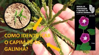 Você consegue identificar o capim-pé-de-galinha?