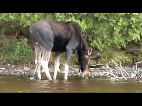 Moose Country Safaris 2009