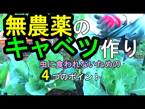 キャベツガと自然に戦う方法は？簡単な手段で感染を防ぐことはできるのでしょうか？  庭園