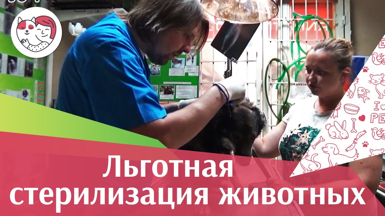 Акция «Мартовский кот» 20-23 сентября 2018 года, на ilikepet