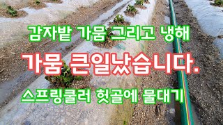 감자밭 가뭄그리고 냉해  헛골에 물대기 스프링쿨러 가뭄대책  [감자재배방법]