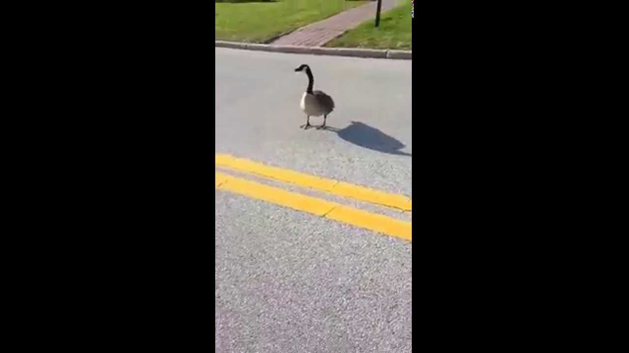 Violent goose attack