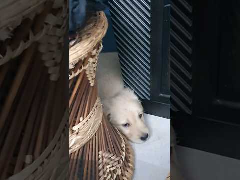 my innocent Chini #dog #dogfunny #reel #shorts #goldenretriever
