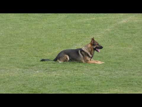 IWUSV 2021  ITA 4 - FRISON MAURO  & INDIO DELL'ALTOPIANO  B 87