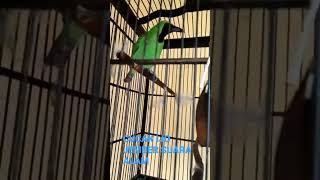 Download lagu Cucak ijo jember suara asli mp3 Download lagu Cucak ijo jember suara asli mp3