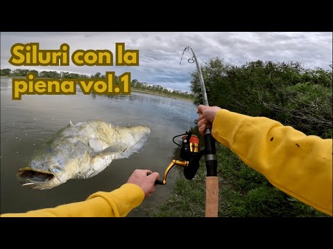 Siluri con la piena vol.1 -  Angry catfish