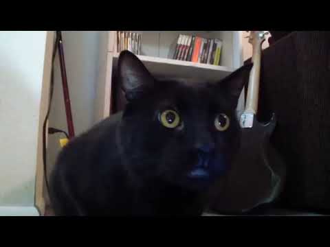 Talking kitty cat episode 29