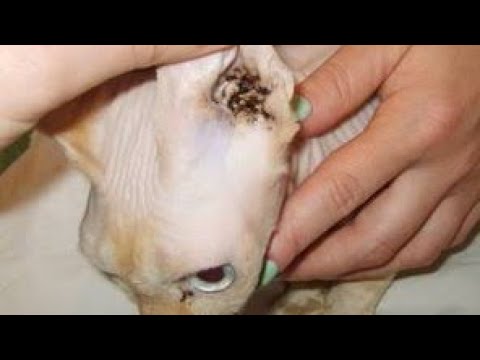 Mites inside cat naturally formed.  clean your cats ear before it is too late.