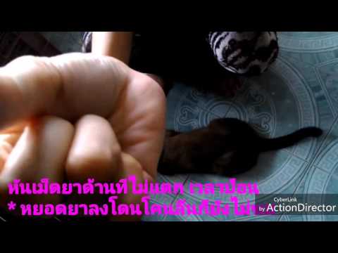 คลิกเพื่อดูคลิปวิดีโอ