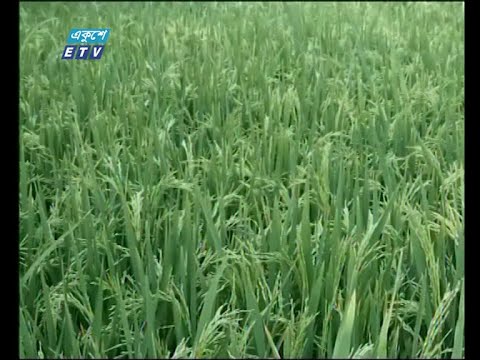 বোরো মৌসুমে ধান চাষ যেমন বেড়েছে তেমনি উৎপাদনও লক্ষ্যমাত্রাকে ছাড়িয়ে গেছে